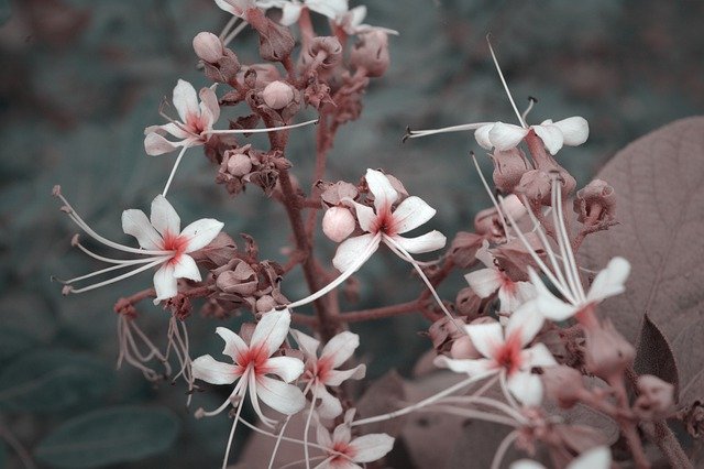Download gratuito Flower Leaf Color: foto o immagine gratuita da modificare con l'editor di immagini online GIMP