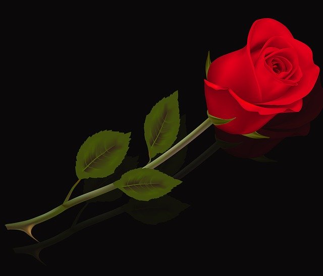 Free download Flower Leaf Rosa -  free illustration to be edited with GIMP free online image editor