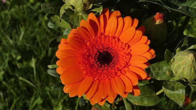 Unduh gratis Flower Leaves Blossom - foto atau gambar gratis untuk diedit dengan editor gambar online GIMP