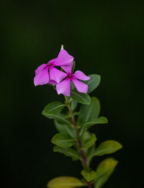Free download flower leaves blossom green free picture to be edited with GIMP free online image editor