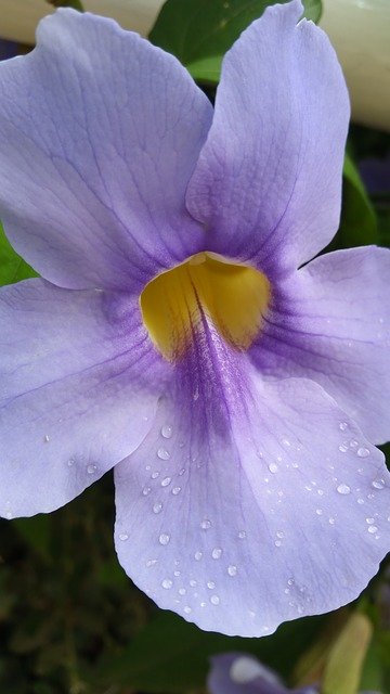 Free download Flower Light Purple Lavender -  free photo or picture to be edited with GIMP online image editor