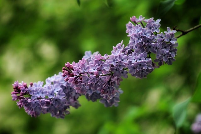 Free download flower lilac bloom petals plant free picture to be edited with GIMP free online image editor