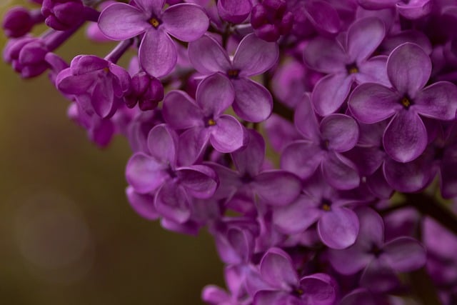 Free download flower lilac bloom spring purple free picture to be edited with GIMP free online image editor