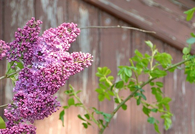Unduh gratis Flower Lilac Purple - foto atau gambar gratis untuk diedit dengan editor gambar online GIMP