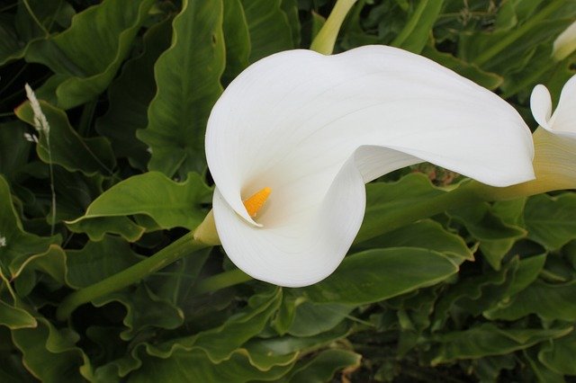 دانلود رایگان Flower Lilly Calla - عکس یا تصویر رایگان قابل ویرایش با ویرایشگر تصویر آنلاین GIMP