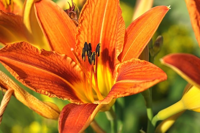 Free download flower lily bloom stamen plants free picture to be edited with GIMP free online image editor
