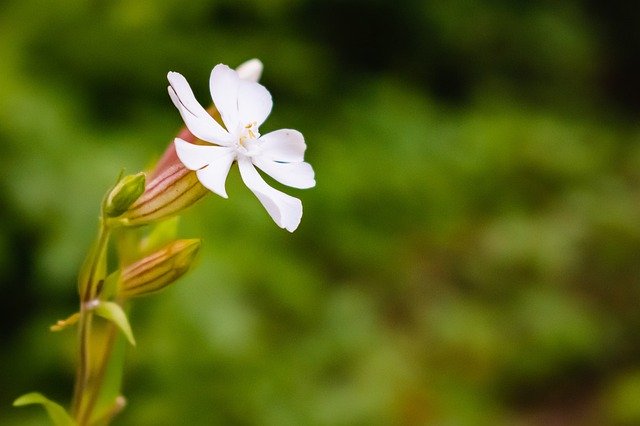 دانلود رایگان گل زنبق روز Lilies - عکس یا تصویر رایگان قابل ویرایش با ویرایشگر تصویر آنلاین GIMP