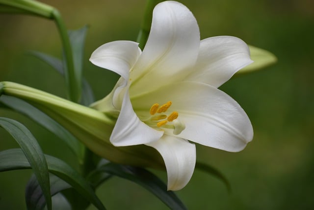 Free download flower lily easter lily plant free picture to be edited with GIMP free online image editor