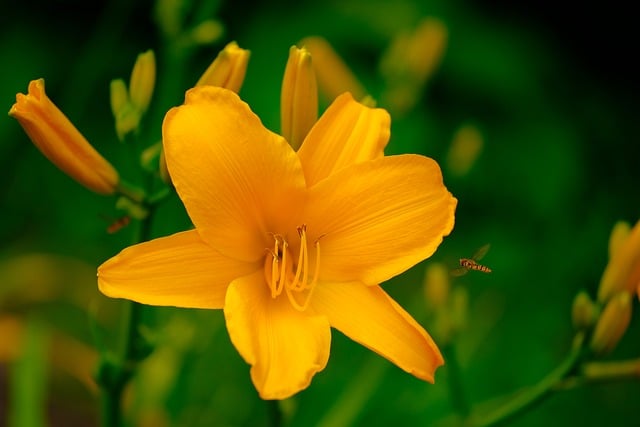 Free download flower lily pistil plant bright free picture to be edited with GIMP free online image editor