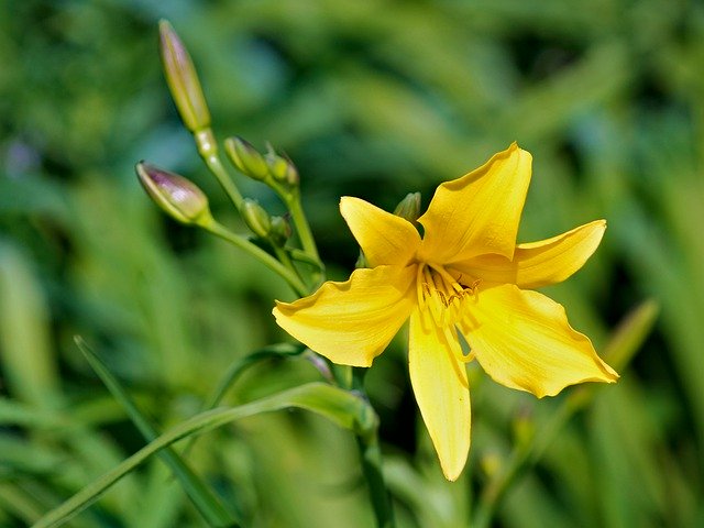 Kostenloser Download Flower Lily Yellow - kostenloses Foto oder Bild zur Bearbeitung mit GIMP Online-Bildbearbeitung