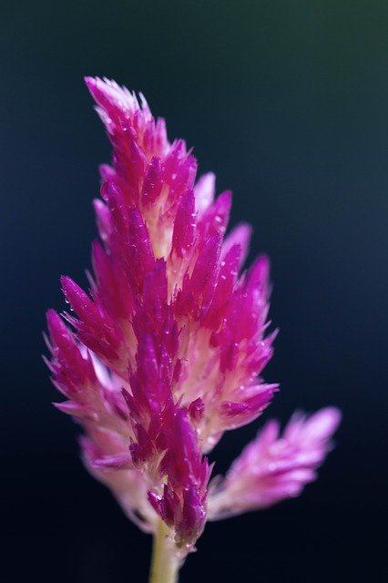 Ücretsiz indir Çiçek Kilit Ekranı Duvar Kağıdı - GIMP çevrimiçi resim düzenleyici ile düzenlenecek ücretsiz fotoğraf veya resim