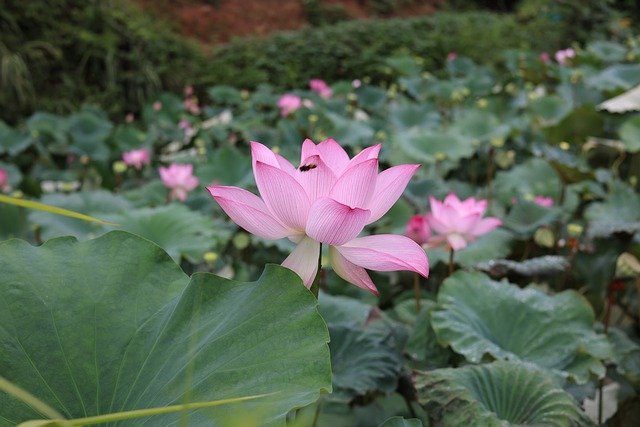 Free download flower lotus aquatic plant free picture to be edited with GIMP free online image editor
