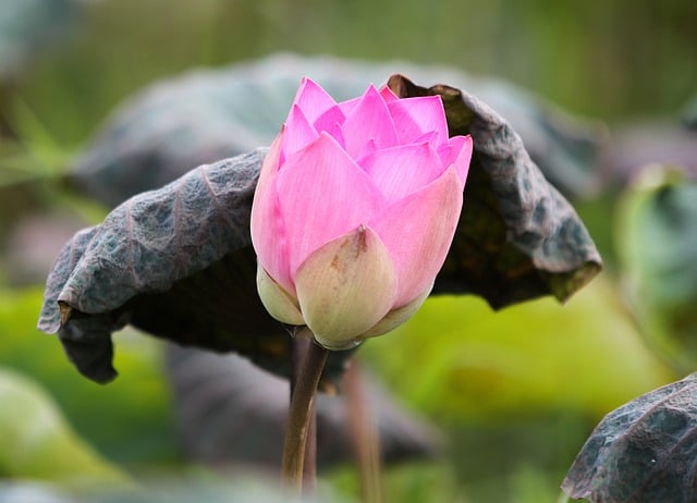 免费下载花莲花绽放开花生长免费图片可使用 GIMP 免费在线图像编辑器进行编辑