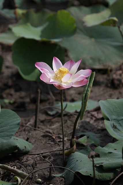 Téléchargement gratuit d'une photo gratuite de pétales de fleurs de fleur de lotus à modifier avec l'éditeur d'images en ligne gratuit GIMP