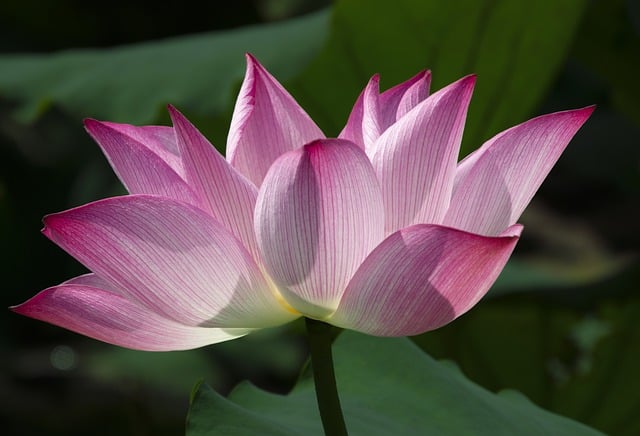 Free download flower lotus blooming lotus free picture to be edited with GIMP free online image editor