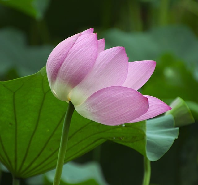 Free download flower lotus botany bloom blossom free picture to be edited with GIMP free online image editor
