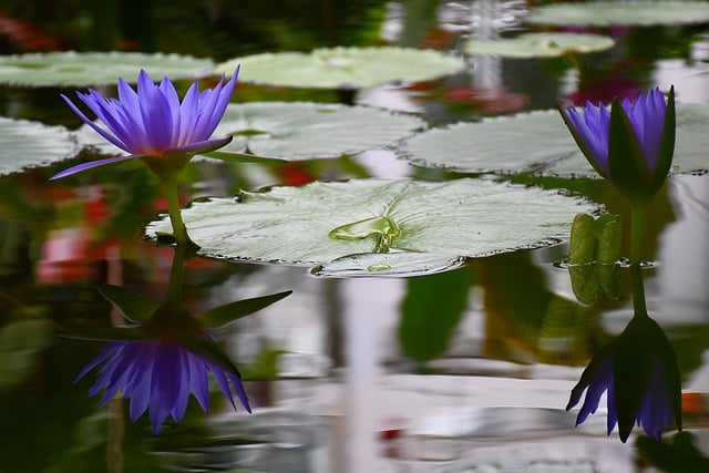 Free download flower lotus lily pond free picture to be edited with GIMP free online image editor