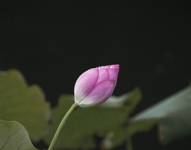 Free download flower lotus petals dew water lily free picture to be edited with GIMP free online image editor