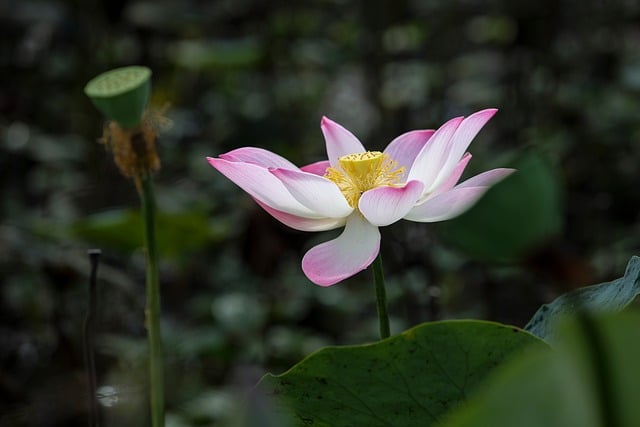 Free download flower lotus petals pond flora free picture to be edited with GIMP free online image editor