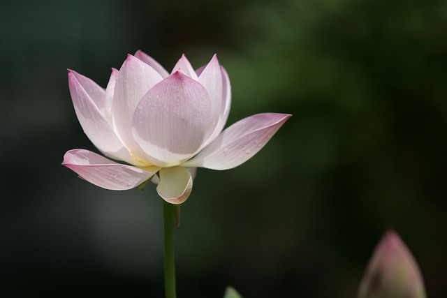 Free download flower lotus petals stamen flora free picture to be edited with GIMP free online image editor