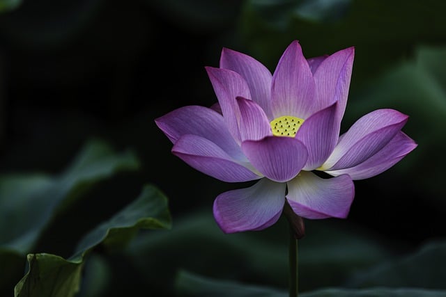 Free download flower lotus petals symbolic free picture to be edited with GIMP free online image editor