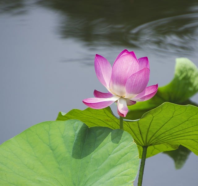 Free download flower lotus petals water lily free picture to be edited with GIMP free online image editor