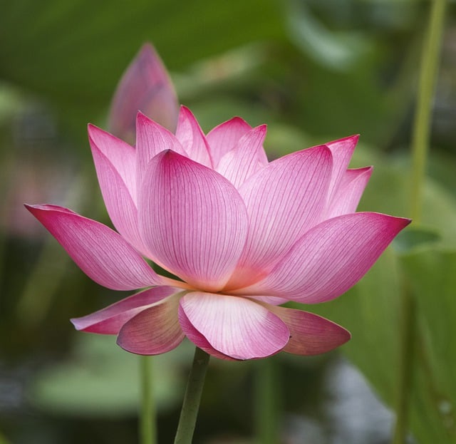 Free download flower lotus pink flower free picture to be edited with GIMP free online image editor