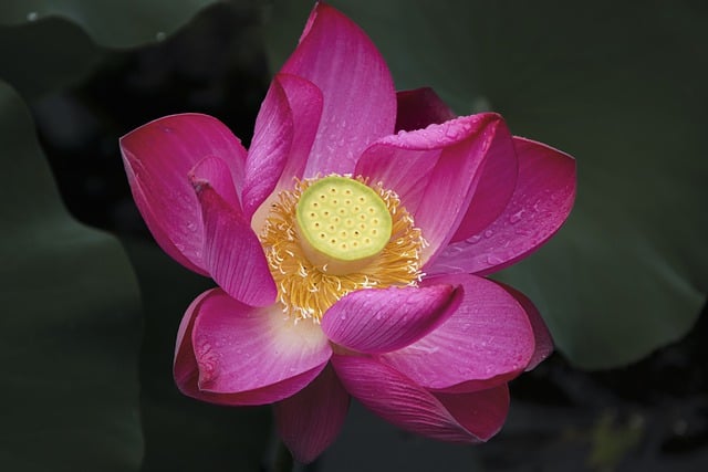 Free download flower lotus pink lotus pink flower free picture to be edited with GIMP free online image editor
