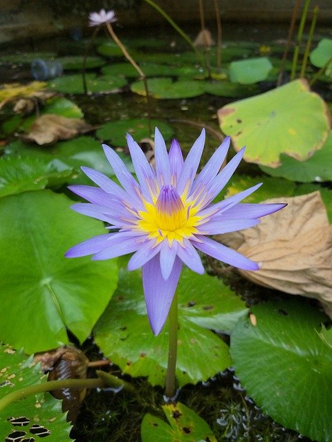 Free download Flower Lotus Pond -  free photo or picture to be edited with GIMP online image editor