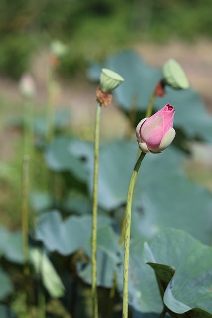 Free download flower lotus pond flora botany free picture to be edited with GIMP free online image editor