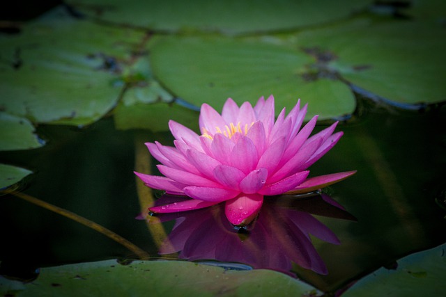 Free download flower lotus pond petals free picture to be edited with GIMP free online image editor