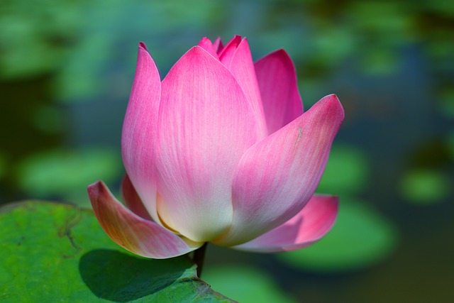 Free download flower lotus pond petals blooming free picture to be edited with GIMP free online image editor