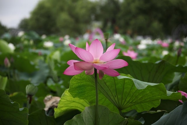 Free download flower lotus water lilies free picture to be edited with GIMP free online image editor