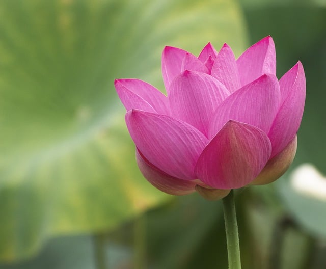 Free download Flower Lotus Water Lily -  free photo or picture to be edited with GIMP online image editor