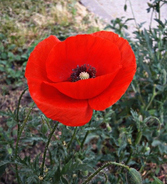 Muat turun percuma Flower Mack Red - foto atau gambar percuma untuk diedit dengan editor imej dalam talian GIMP