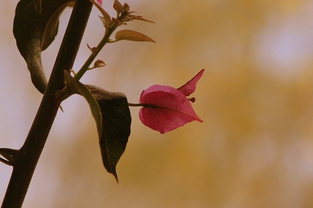 Kostenloser Download Flower Macro - kostenloses kostenloses Foto oder Bild zur Bearbeitung mit GIMP Online-Bildbearbeitung