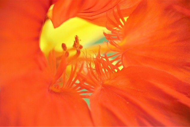 Muat turun percuma Flower Macro Blur - foto atau gambar percuma untuk diedit dengan editor imej dalam talian GIMP