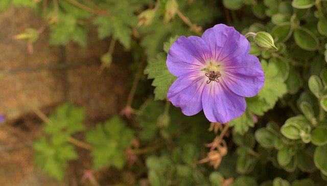 Descarga gratuita Flower Macro Bokeh: foto o imagen gratuita para editar con el editor de imágenes en línea GIMP