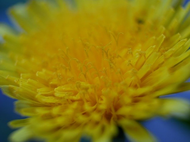 دانلود رایگان Flower Macro Close - عکس یا تصویر رایگان برای ویرایش با ویرایشگر تصویر آنلاین GIMP