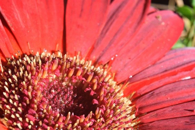 Kostenloser Download Flower Macro Margaret - kostenloses kostenloses Foto oder Bild zur Bearbeitung mit GIMP Online-Bildbearbeitung