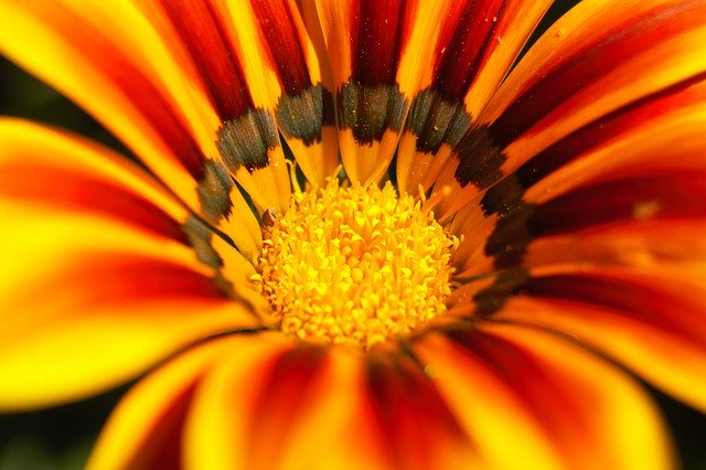 Muat turun percuma Flower Macro Orange - foto atau gambar percuma untuk diedit dengan editor imej dalam talian GIMP