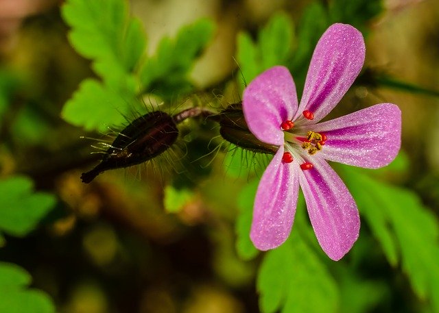 Free download Flower Macro Pink -  free photo or picture to be edited with GIMP online image editor