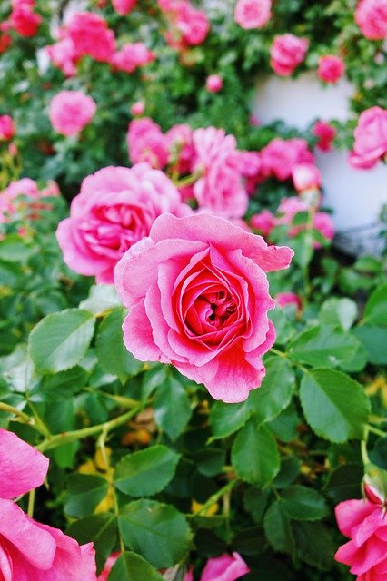 دانلود رایگان Flower Macro Rose - عکس یا تصویر رایگان قابل ویرایش با ویرایشگر تصویر آنلاین GIMP