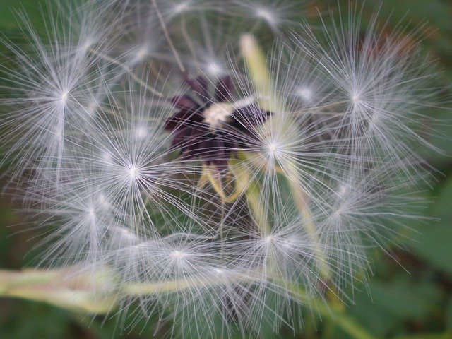 Free download Flower Macro Seeds -  free photo or picture to be edited with GIMP online image editor