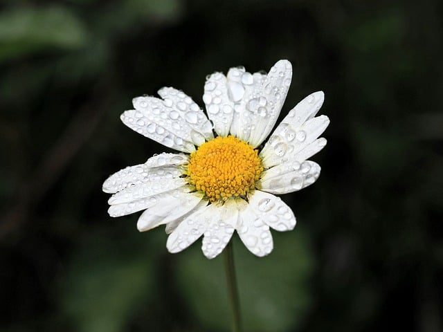 Free download flower magerite blossom bloom free picture to be edited with GIMP free online image editor