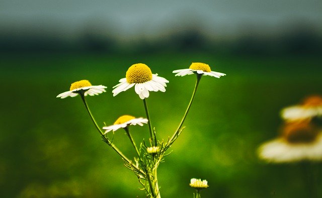 Muat turun percuma Flower Mageritten Green - foto atau gambar percuma untuk diedit dengan editor imej dalam talian GIMP