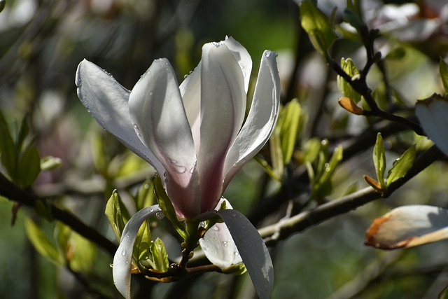 Free download flower magnolia blossom bloom dew free picture to be edited with GIMP free online image editor