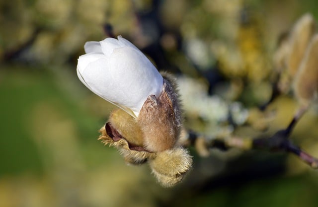 Free download flower magnolia flower bud free picture to be edited with GIMP free online image editor