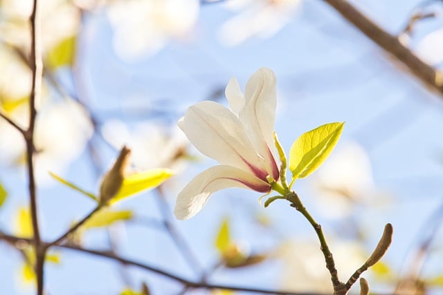 Free download flower magnolia nature flora free picture to be edited with GIMP free online image editor