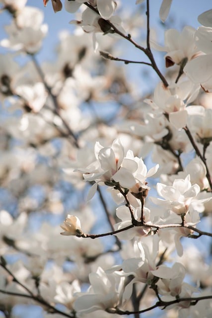 Free download flower magnolia tree flora botany free picture to be edited with GIMP free online image editor